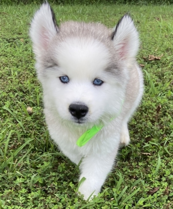 comprar cachorros sanos, baratos y asequibles para la venta